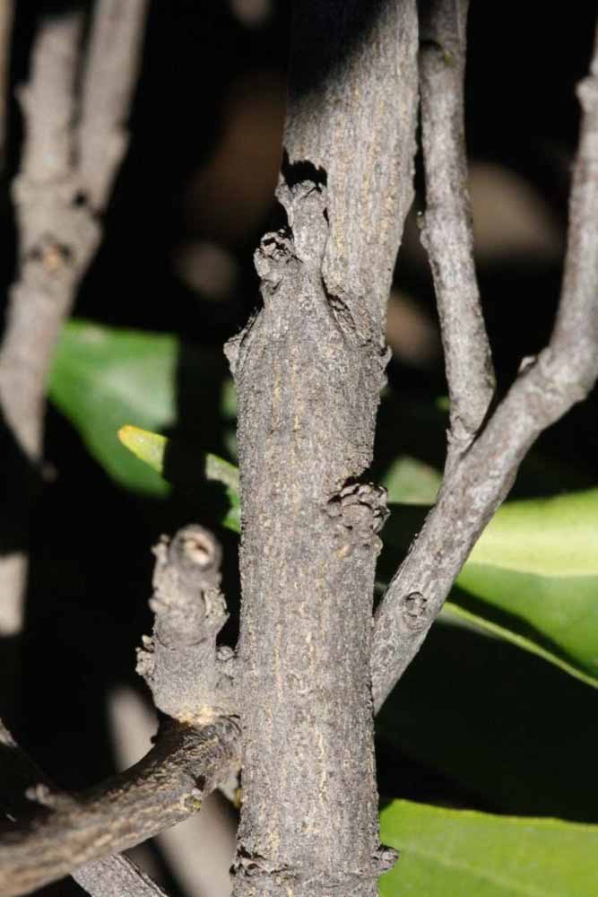              Second - third year twig (Riverside, CA)       